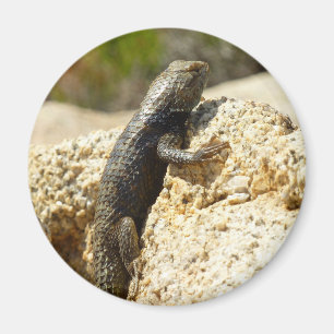 Íman Lagarto Espinhoso de Dorso Amarelo em Joshua Tree