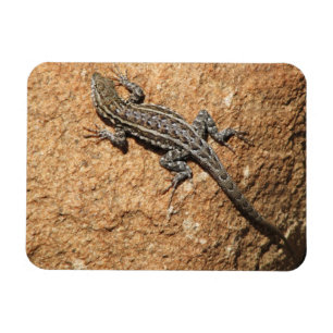 Íman Lagarto na rocha