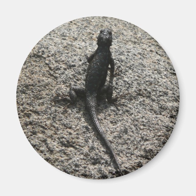 Íman Lagarto Preto (Frente)