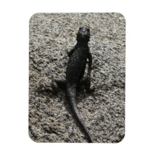 Íman Lagarto Preto