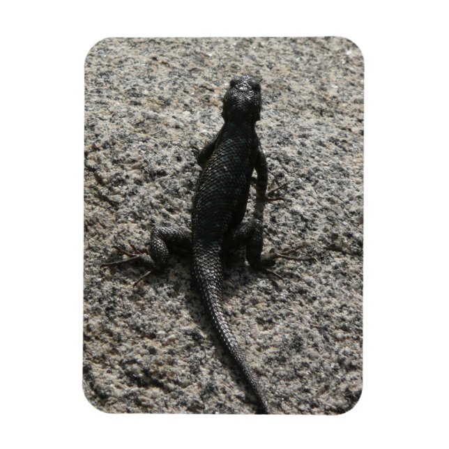 Íman Lagarto Preto (Vertical)