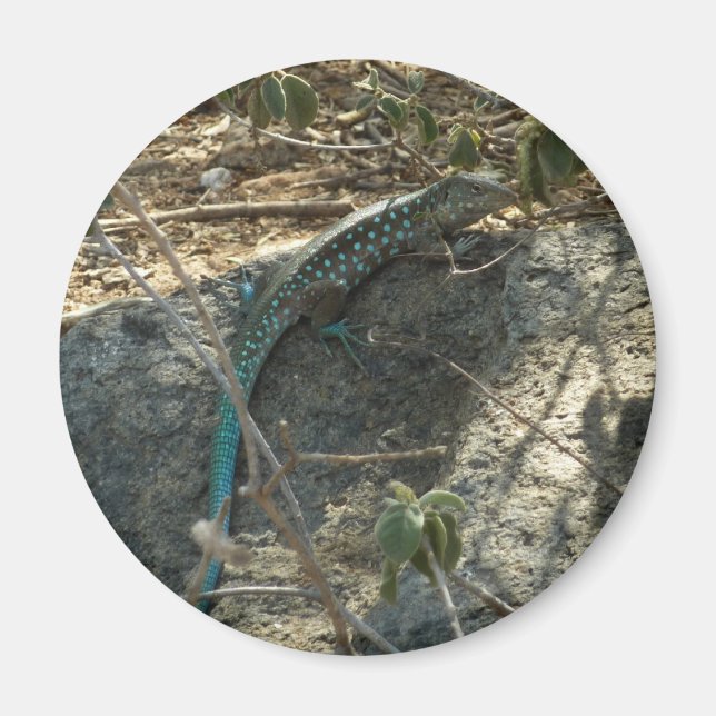 Íman Lagarto Rabo-de-Lagartixa de Aruba Fotografia de A (Frente)