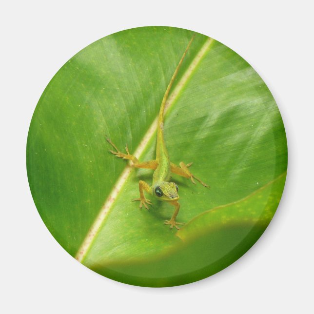 Íman Lagarto Verde sobre Folha Verde (Frente)