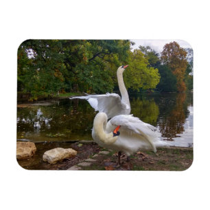 Íman Lago Swan