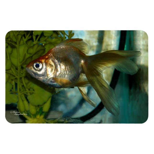 Íman Lagostins de Ryukin - Premium Flexi Magnet (Horizontal)