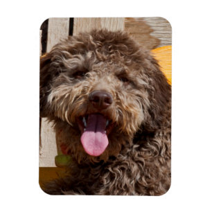 Íman Lagotto Romagnolo Deitado Em Uma Bancada De Madeir