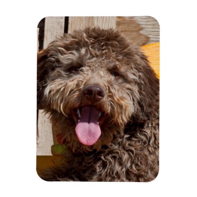 Íman Lagotto Romagnolo Deitado Em Uma Bancada De Madeir (Vertical)