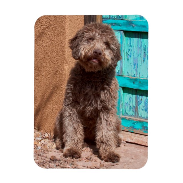 Íman Lagotto Romagnolo Esperando Junto a uma Porta Azul (Vertical)