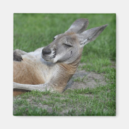 Íman Laid-back Kangaroo