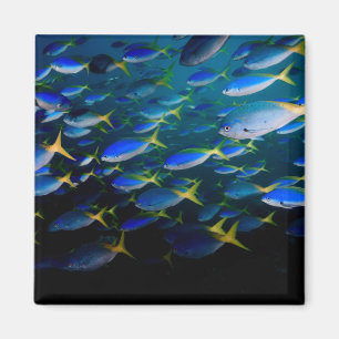 Íman Laja Ampat 5 subaquáticos