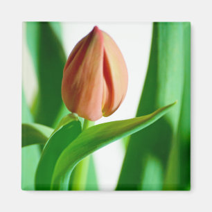 Íman Lala Tulip Magnet