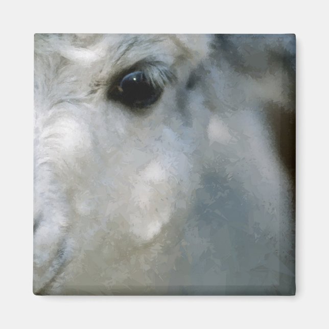Íman Lama (Frente)