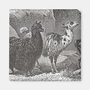 Íman Lama Alpaca Andes, preto e branco, Arte Animal