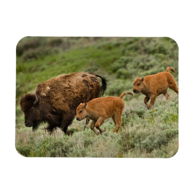 Íman Lamar Valley Mini Stampede (Horizontal)