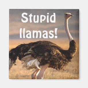 Íman Lamas estúpidos!