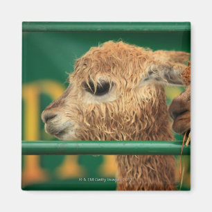 Íman Lamas muito bonitos ambas que olham algo fora