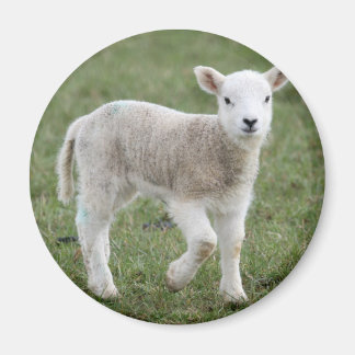 ÍMAN LAMB