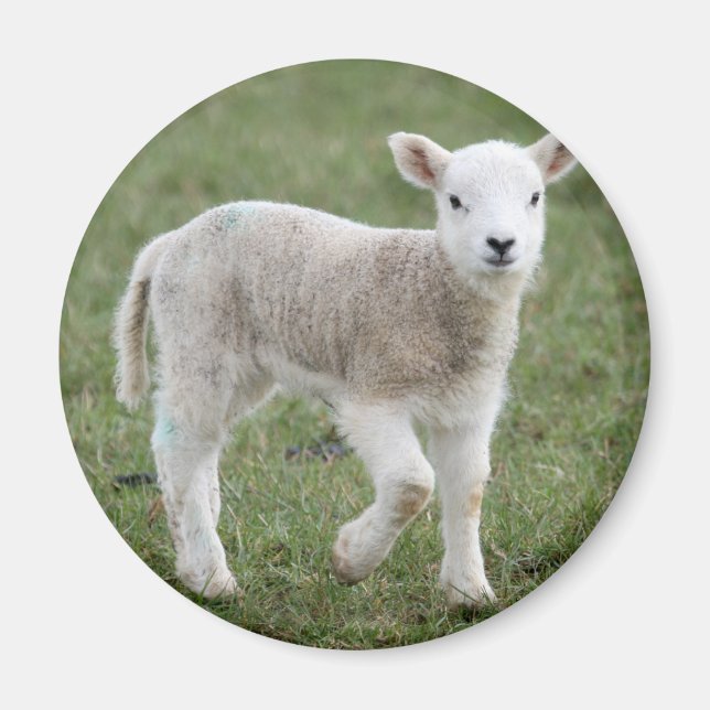 ÍMAN LAMB (Frente)