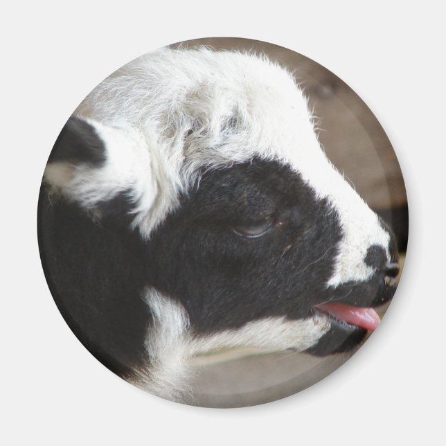 Íman Lamb recém-nascido (Frente)