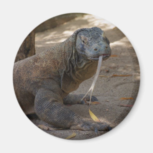 Íman Lambedura do dragão de Komodo
