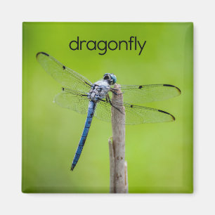 Íman Lâmina de Dragonfly Refrigerator