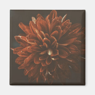 Íman Lâmina de Flor Vermelho Pálido Chrysanthemum