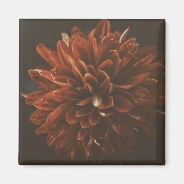 Íman Lâmina de Flor Vermelho Pálido Chrysanthemum (Frente)