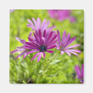 Íman Lâmina de margarida africana