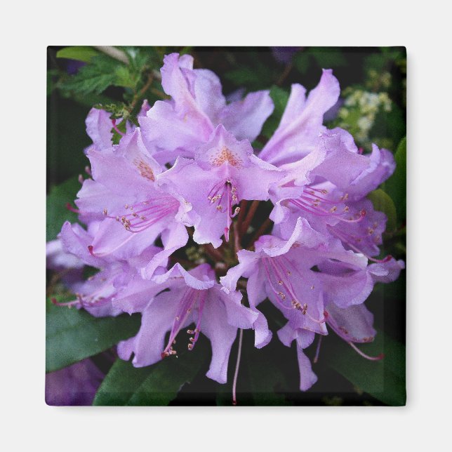 Íman Lâmina Roxa (Frente)