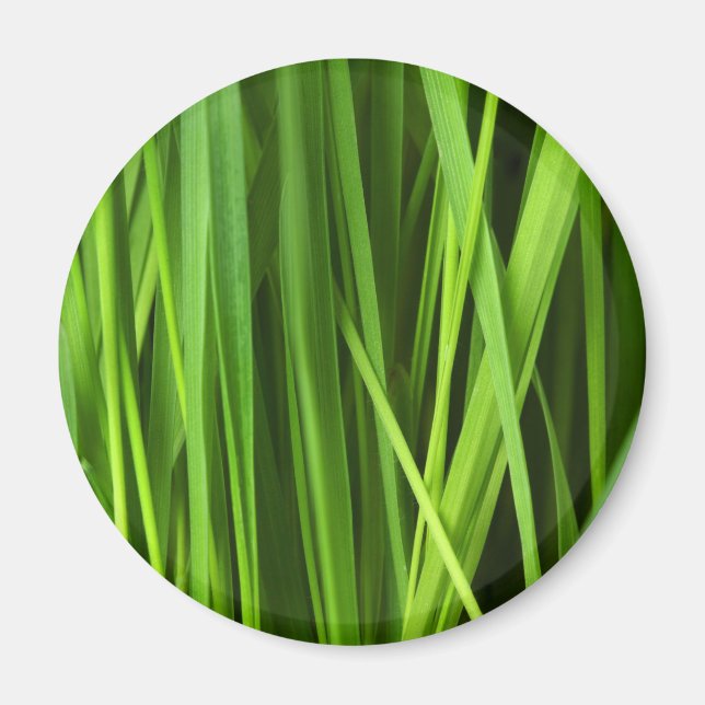 Íman Lâminas de gramíneas (Frente)