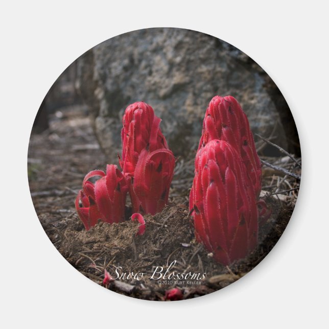 Íman Lâminas de neve (Frente)