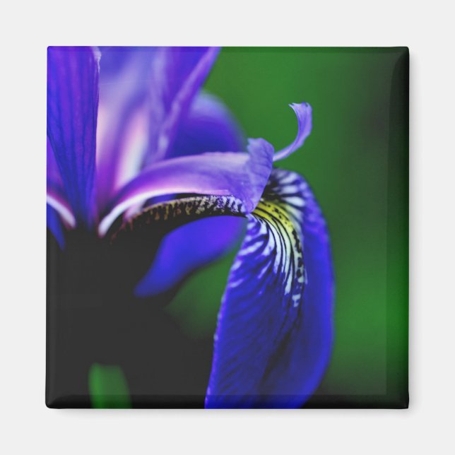 Íman Lâmpada Azul Iris Flor Fechar Magneta (Frente)