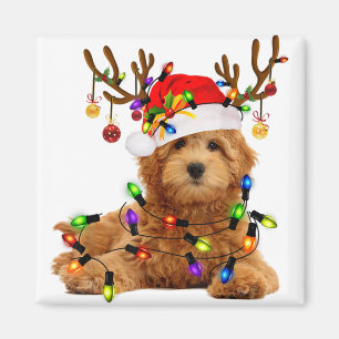 Íman Lâmpadas de Natal de Goldendoododododle de Natal