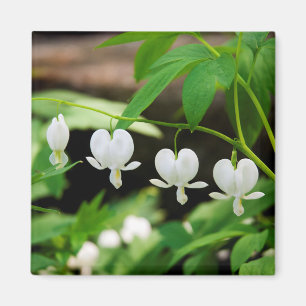 Íman Lamprocapnos spectabilis