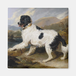 Íman Landseer Newfoundland Dog (Black and White Animal)