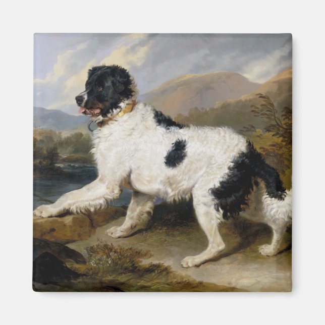 Íman Landseer Newfoundland Dog (Black and White Animal) (Frente)