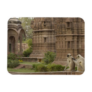 Íman Langurs de Hanuman ou Preto-enfrentado, terra