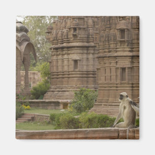 Íman Langurs de Hanuman ou Preto-enfrentado, terra