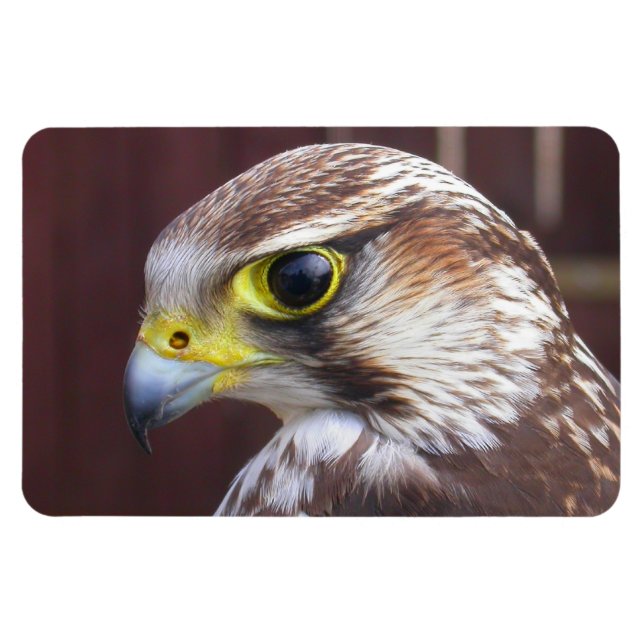 Íman Lanner Falcon (Horizontal)