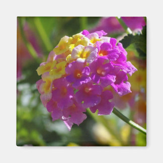 Íman Lantana