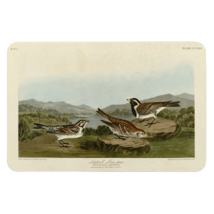 Íman Lapland Long-spur, das Aves da América de Audubon