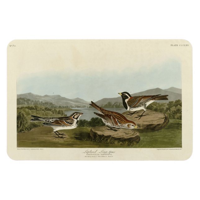 Íman Lapland Long-spur, das Aves da América de Audubon (Horizontal)