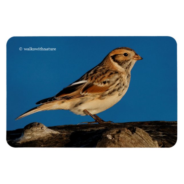 Íman Lapland Longspur em um Diário de Sol (Horizontal)