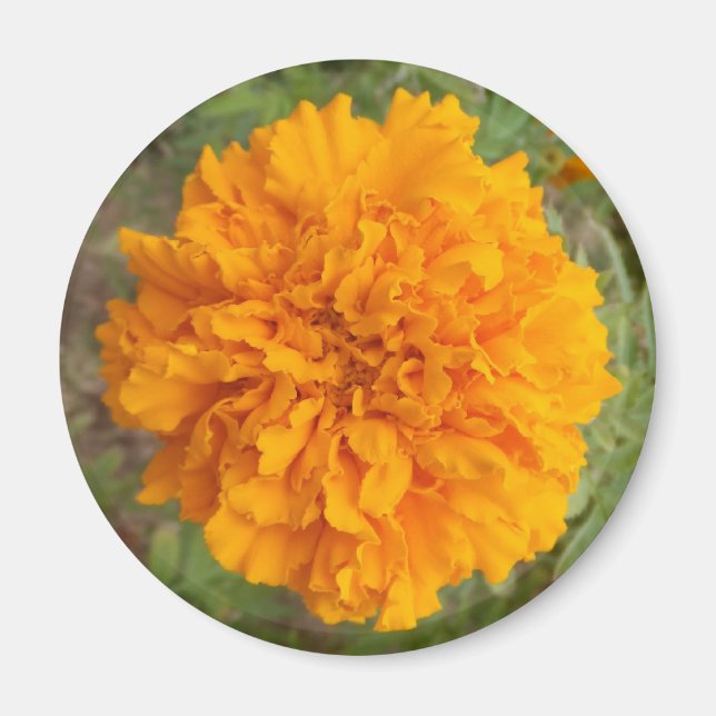 Íman Laranja (Frente)