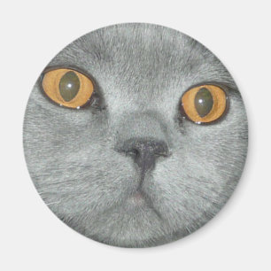 Íman Laranja bonito gatinho Eyed