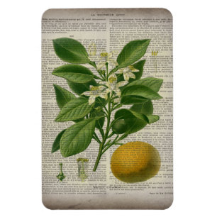 Íman laranja botânica da arte do país francês modern