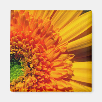 Íman Laranja Daisy Magnet