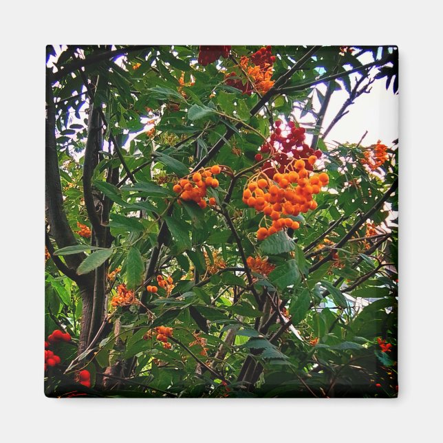 Íman Laranja e bagas vermelhas (Frente)