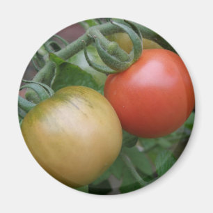 Íman Laranja e Tomates Vermelhos Magnet