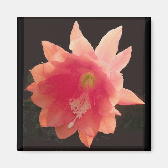 Íman Laranja Epiphyte Magnet (Frente)